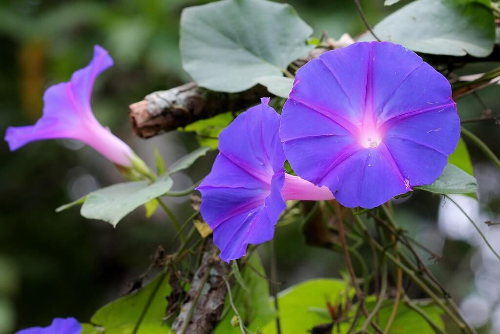 Purple Morning Glory, Blue Morning Glory, Blue Dawnflower, Dunny Creeper, Lear’s Morning Glory, Morning Glory