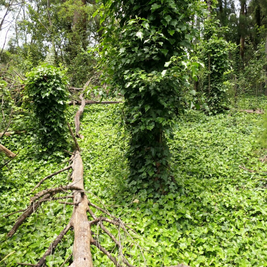 Escaped garden plants like English Ivy (Hedera helix L.) can degrade native spaces.