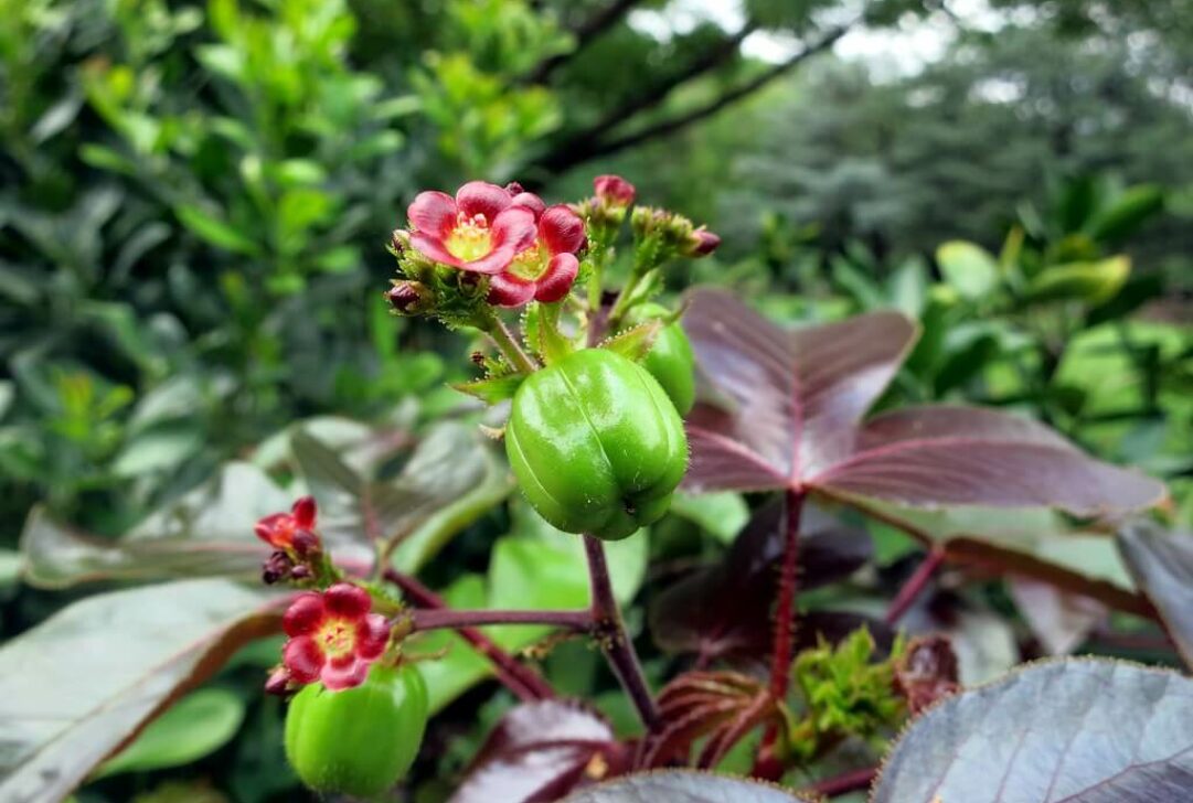 Jatropha gossypiifolia (bellyache bush cotton leaf physic nut) National Herb Garden by jmlwinder is licensed under CC BY-NC-ND-2.0