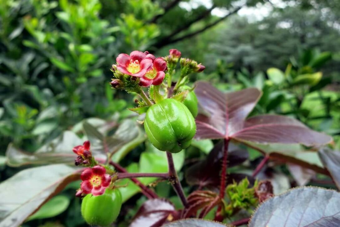 Jatropha gossypiifolia (bellyache bush cotton leaf physic nut) National Herb Garden by jmlwinder is licensed under CC BY-NC-ND-2.0