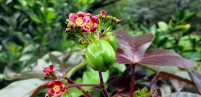 Jatropha gossypiifolia (bellyache bush cotton leaf physic nut) National Herb Garden by jmlwinder is licensed under CC BY-NC-ND-2.0