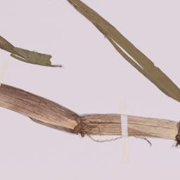 Sacciolepis Grass