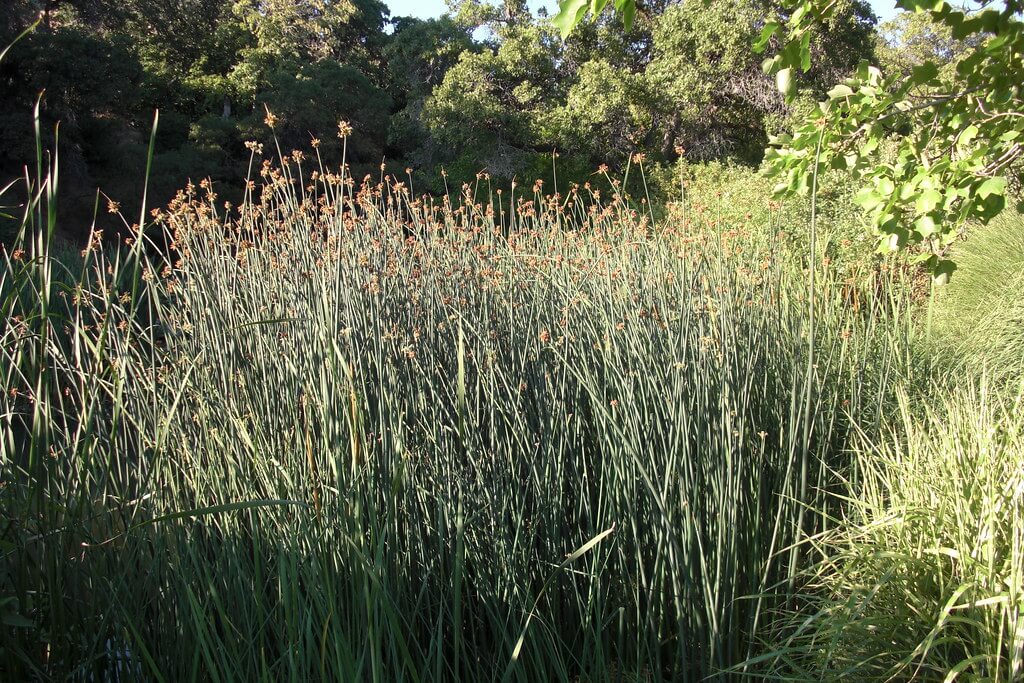 Spiny Rush, Sharp Rush, Sharp-pointed Rush, Cultivation Rush