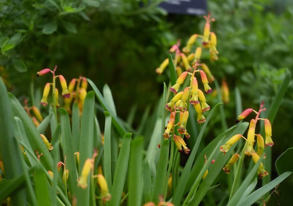 Lachenalia, Yellow Soldier, Cape Cowslip