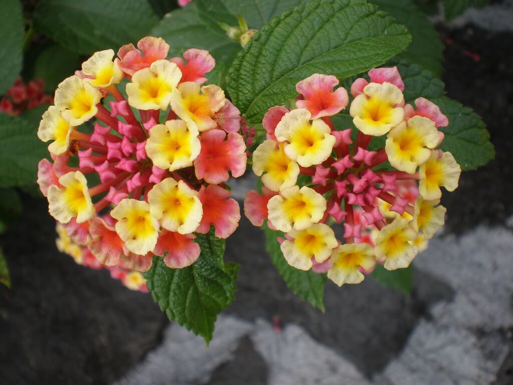 Lantana, Common Lantana, Kamara Lantana, Large-leaf Lantana, Pink Flowered Lantana, Red Flowered Lantana, Red-Flowered Sage, White Sage, Wild Sage
