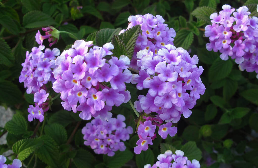Creeping Lantana, Purple Lantana, Small Lantana, Trailing Lantana, Weeping Lantana, Polecat-geranium, Wild Verbena