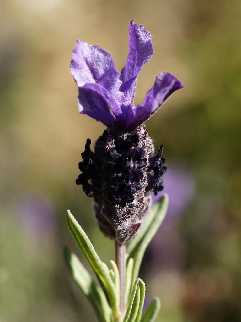 Topped Lavender, Bush Lavender, French Lavender, Common French Lavender, Italian Lavender, Spanish Lavender, Wild Lavender, Stoechas Lavender