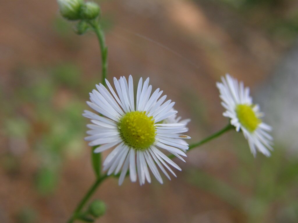 Ox-eyed Daisy, Ox-eye Daisy