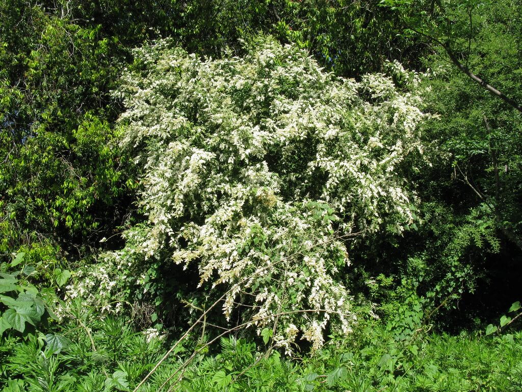 Chinese Privet, Narrow-leaved Privet. Small-leaved Privet, Privet, Hedge Privet, Narrow-leaf Privet, Chinese Ligustrum, Ligustrum