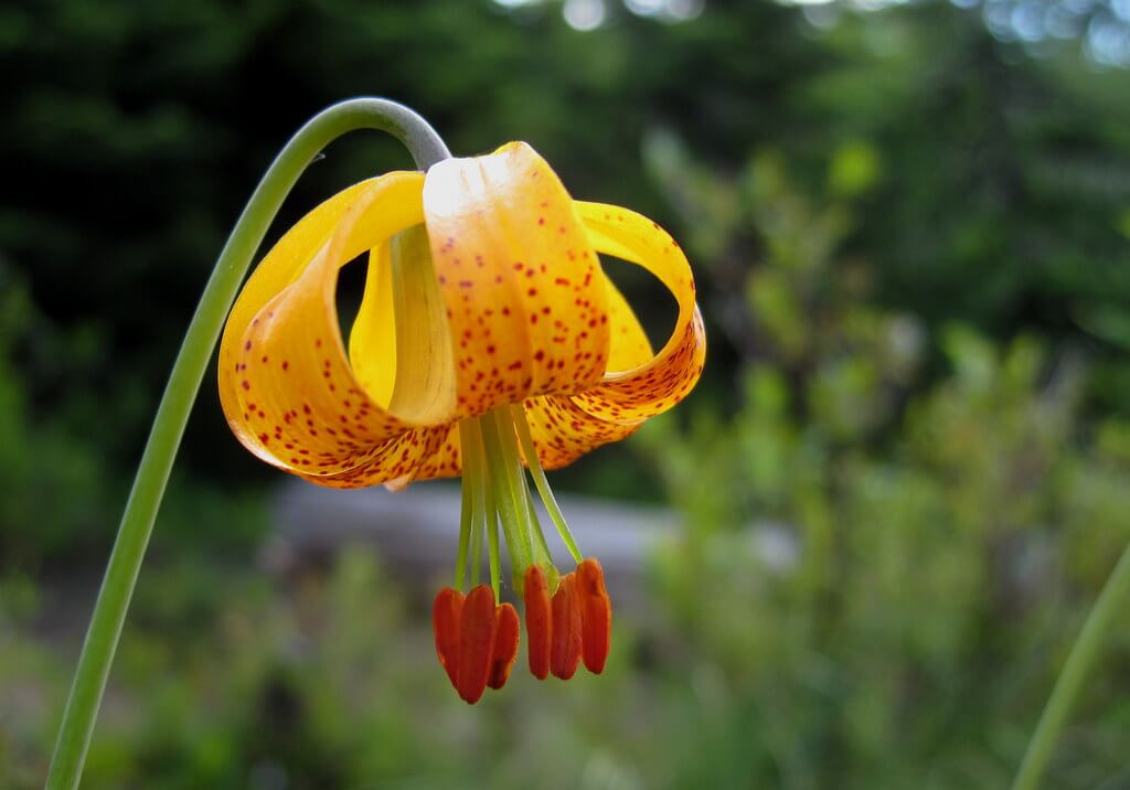 Taiwan Lily, Tiger Lily, Formosan Lily