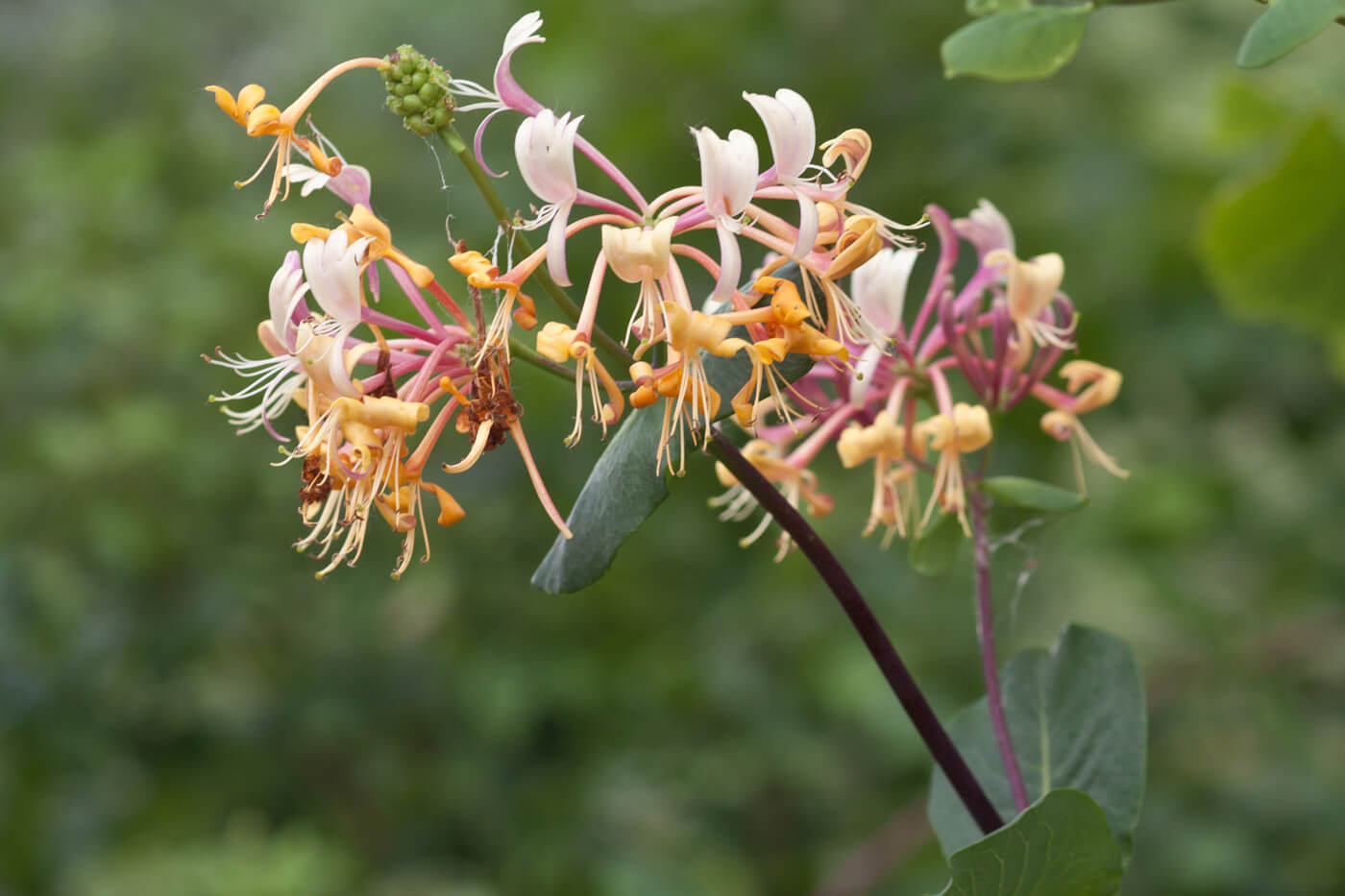 Japanese Honeysuckle, Chinese Honeysuckle, Hall’s Honeysuckle