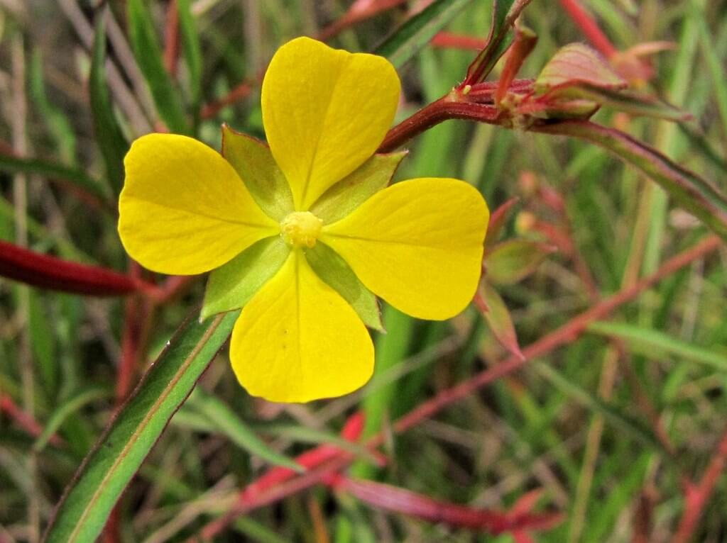 Long-leaved Willow Primrose, Longleaf Willow Primrose, Longleaf Primrose Willow, Longleaf Ludwigia
