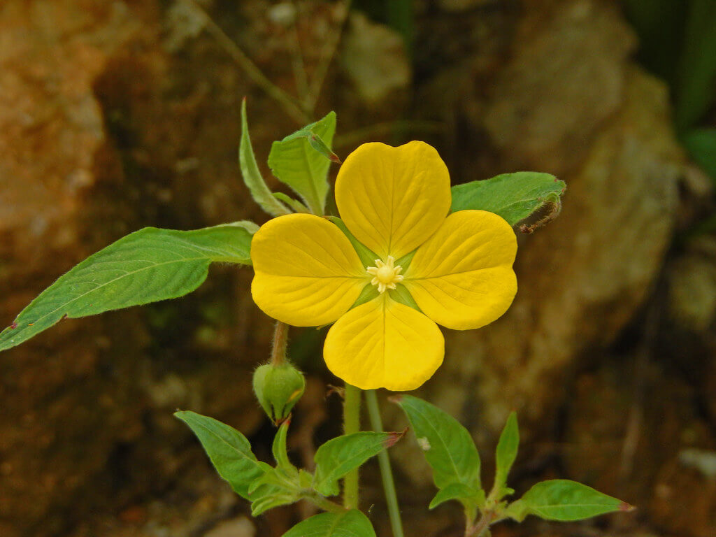 Ludwigia, Water Primrose, Primrose Willow, Peruvian Primrose, Willow Primrose