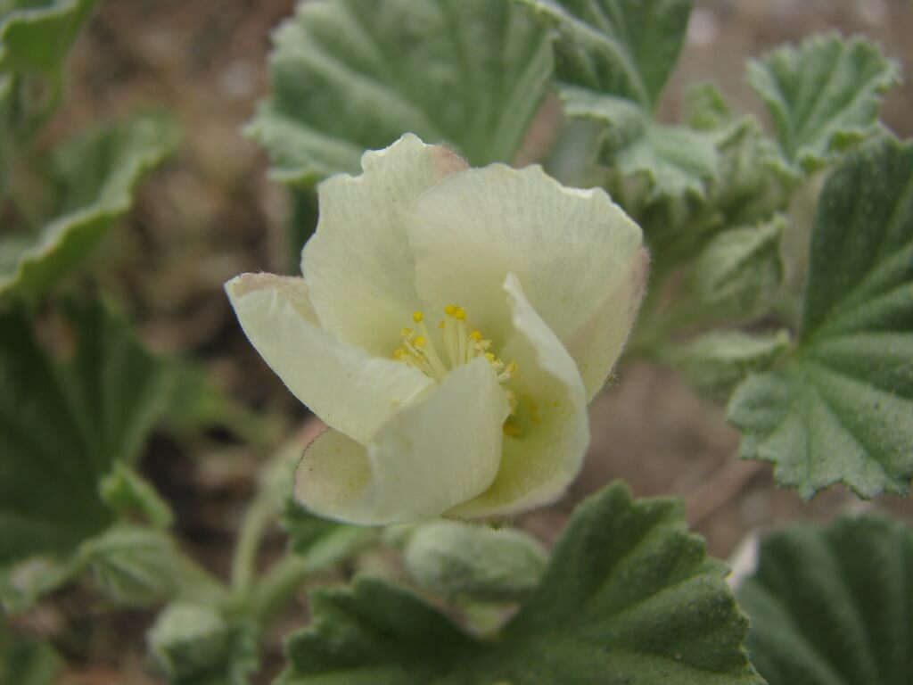 Alkali Sida, Ivy-leaf Sida, Alkali Mallow
