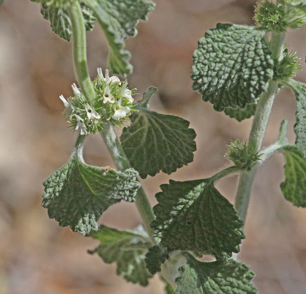 Horehound, White Horehound, Hoarhound, Marrube, Houndsbane