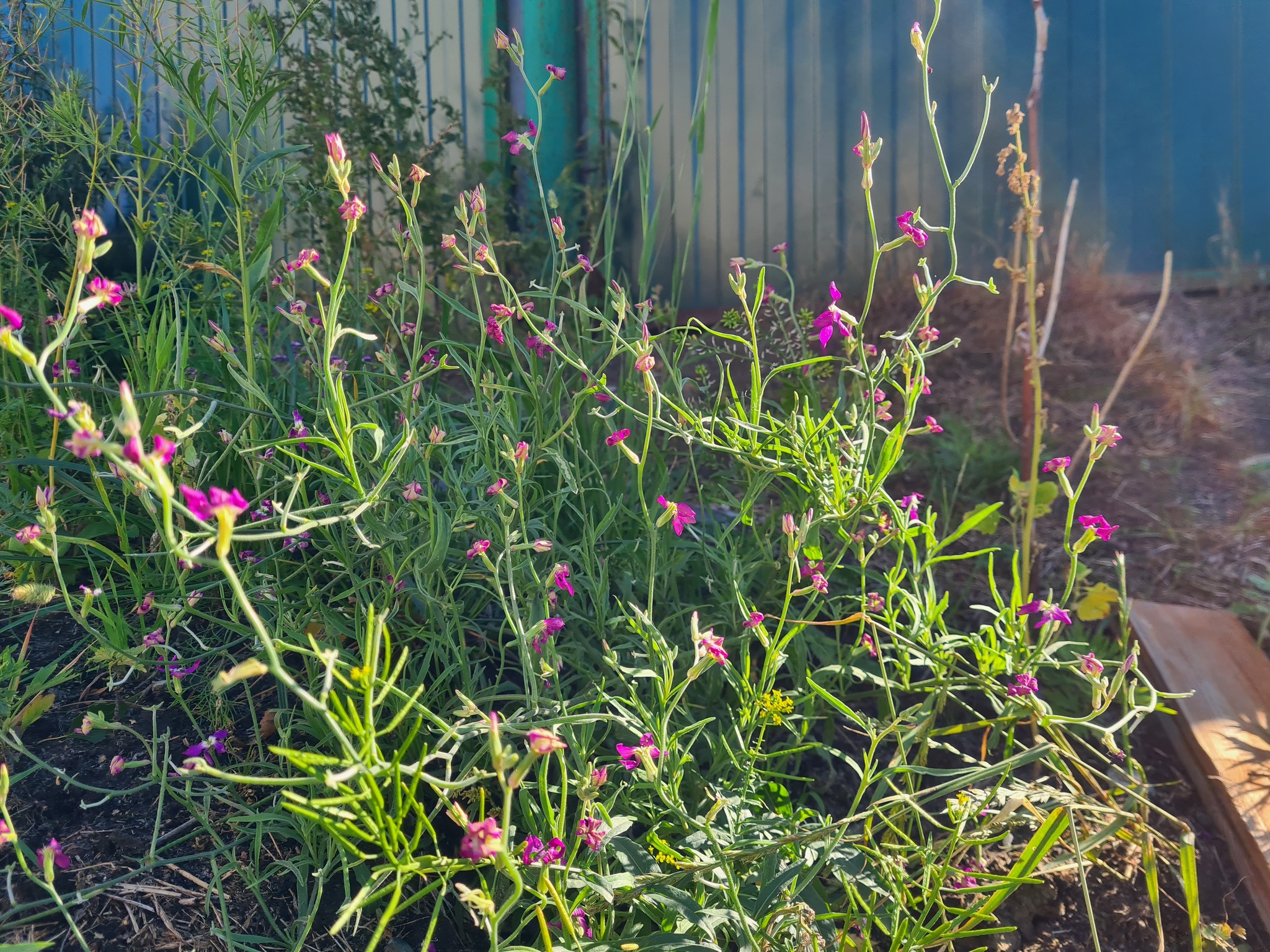 Night-scented Stock, Night Scented Stock, Nightstock, Night Stock, Night-flowering Stock, Evening Stock, Evening Scented Stock, Two-horn Stock, Two-horn Night Stock, Two-horned Stock, Two-horned Nightstock