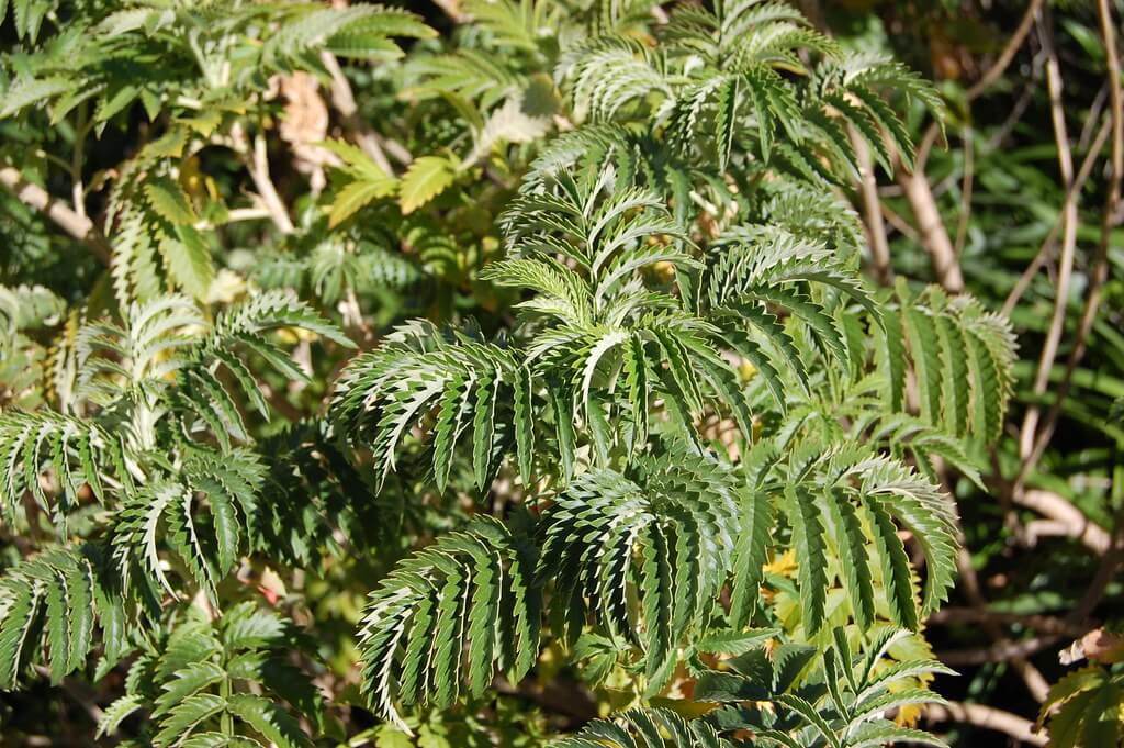 Tufted Honeyflower, Tufted Honey Flower, Honey Bush, Touch-me-not, Don’t Touch Me, Cape Honeyflower