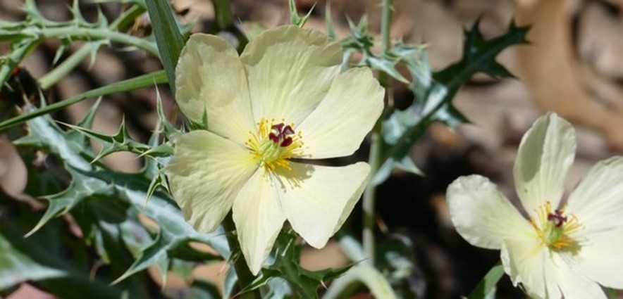 Mexican Poppy, Prickly Poppy, Mexican Thistle, Mexican Pricklepoppy, White Thistle, Yellow Poppy, Devil’s Fig