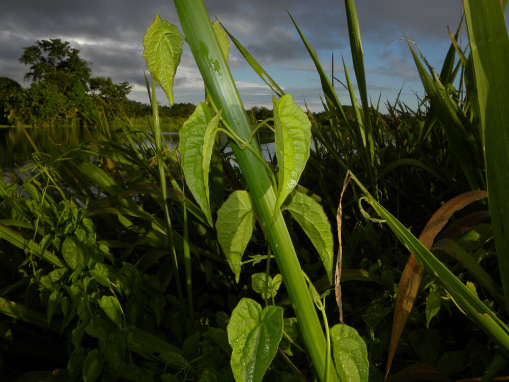 Mile-a-minute, Mikania Vine, American Rope, Chinese Creeper