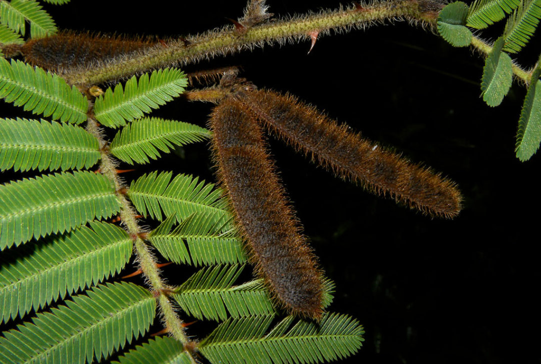 Mimosa pigra L by Reinaldo Aguilar is licensed under CC BY-NC-SA-2.0