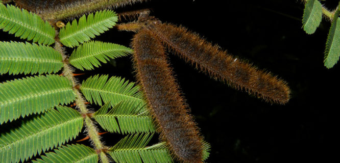 Mimosa pigra L by Reinaldo Aguilar is licensed under CC BY-NC-SA-2.0