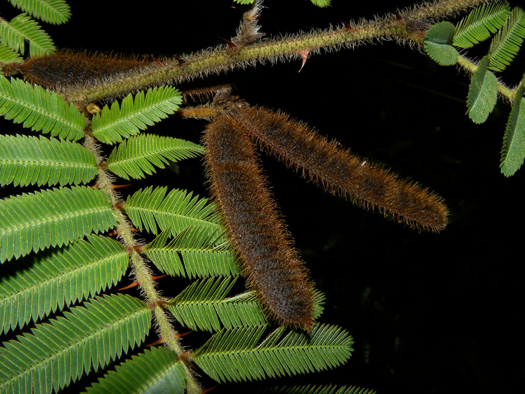 Mimosa, Giant Mimosa, Giant Sensitive Plant, Thorny Sensitive Plant, Black Mimosa, Catclaw Mimosa, Bashful Plant