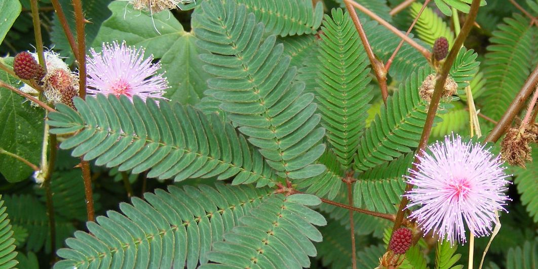 Sensitive Plant, Common Sensitive Plant, Sensitive Weed, Mimosa, Action Plant, Humble Plant, Shame Plant, Shame Weed, Shamebush, Shame Lady, Live-and-die, Touch-Me-Not