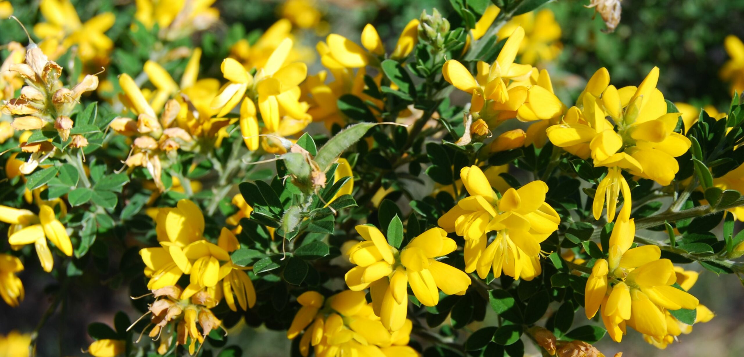 Montpellier Broom, Cape Broom, Canary Broom, Common Broom, French Broom, Soft Broom