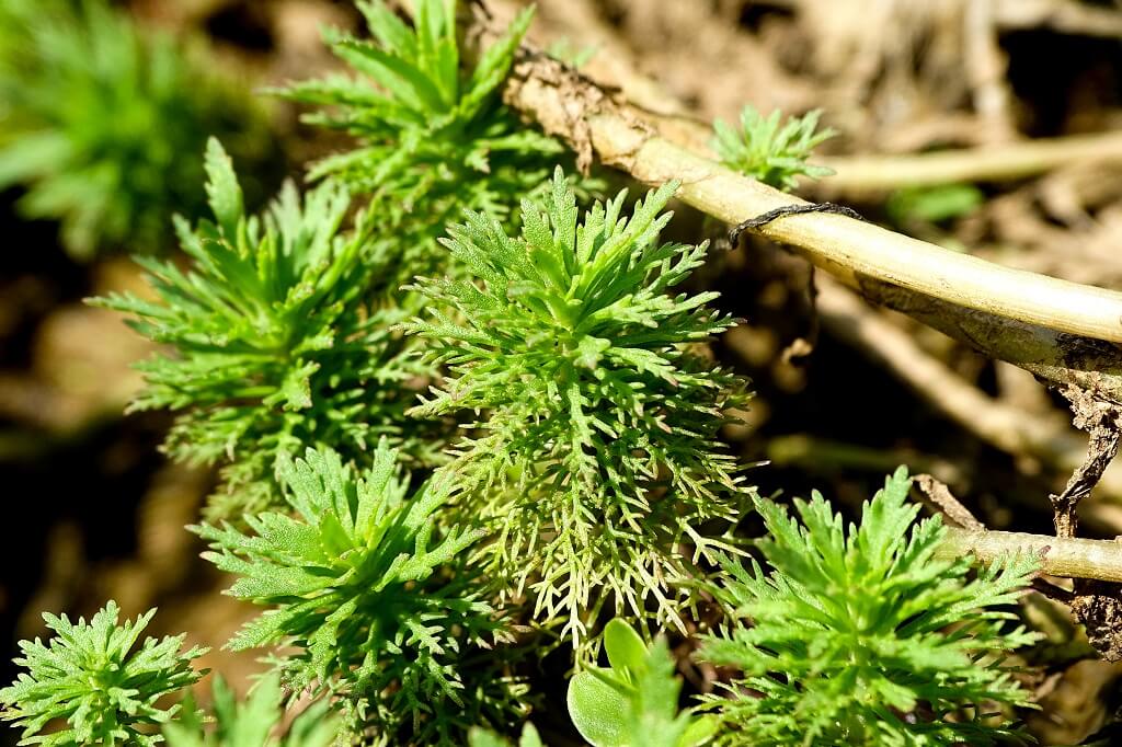 Parrot’s Feather, Brazilian Water Milfoil, Brazilian Water-milfoil, Parrotfeather, Thread-of-life, Thread of Life