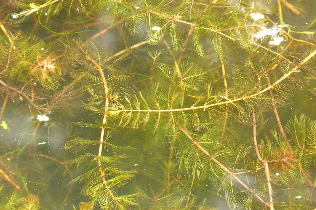 Eurasian Water-milfoil, Eurasian Water Milfoil, Spiked Water Milfoil