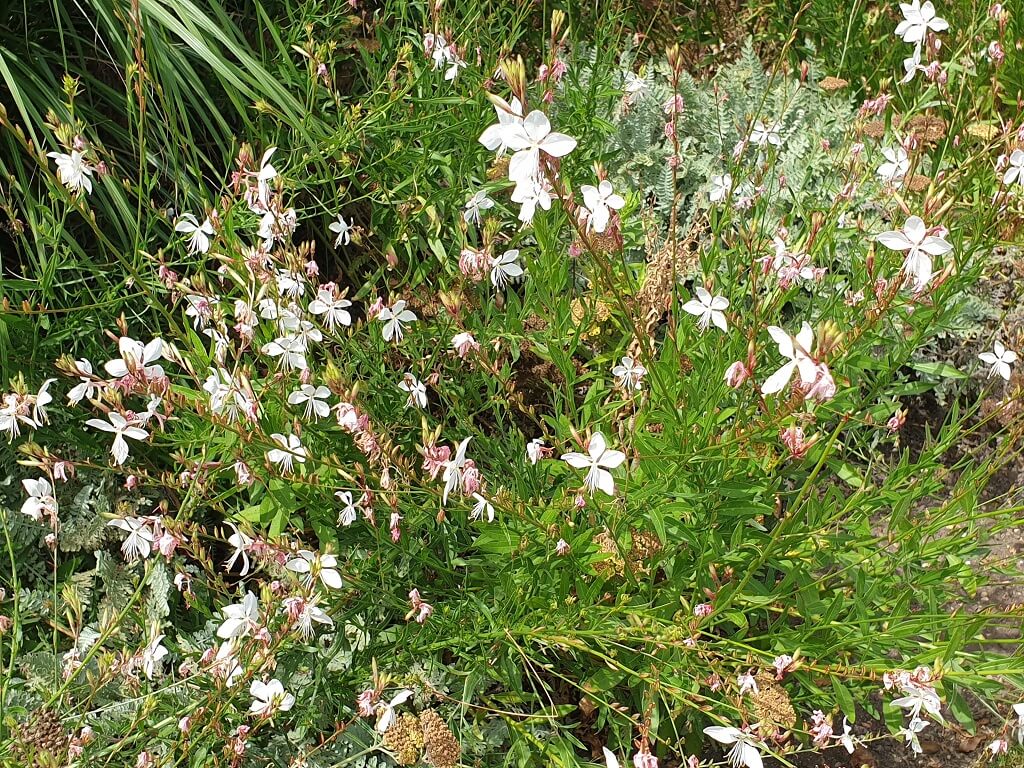 Clock-weed, Clockweed, Beeblossom, Gaura, Butterfly Bush