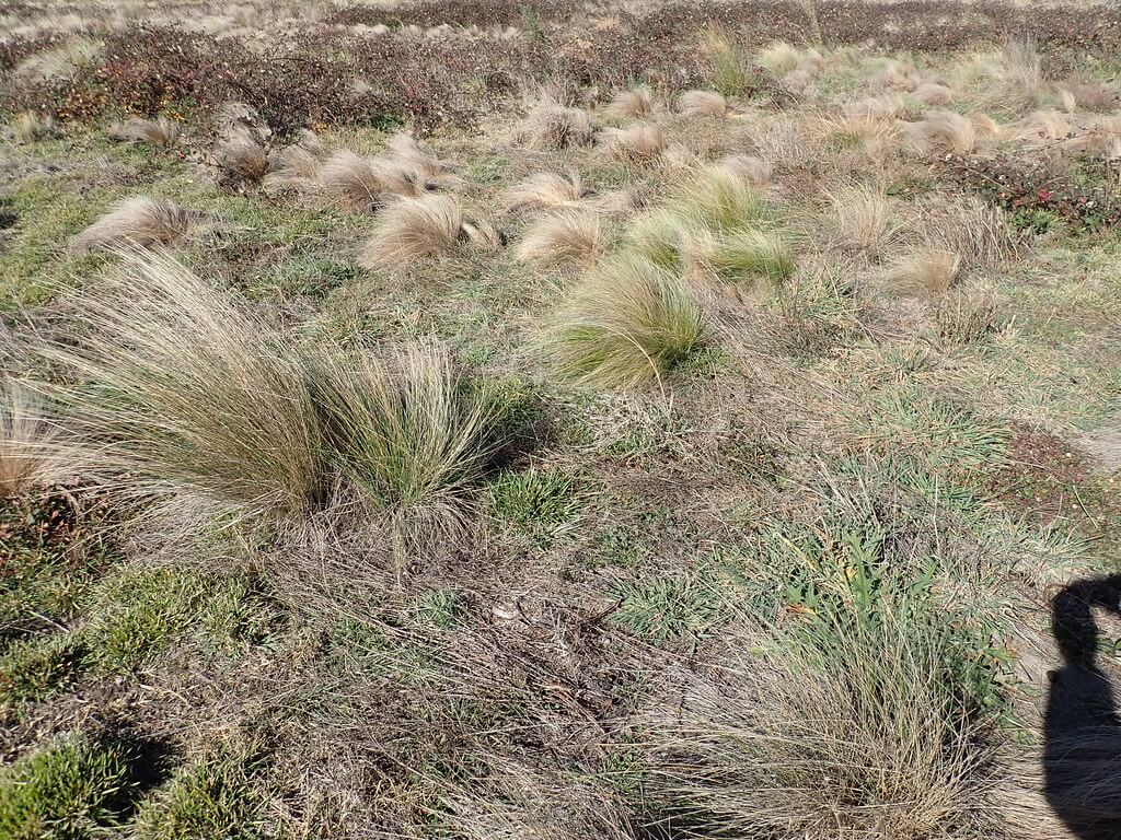 Serrated Tussock, Yass River Tussock, Yass Tussock, Nassella Tussock (NZ)