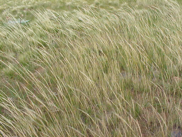 Cane Needle Grass
