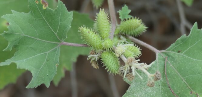 Noogoora Burr, also known as Cockleburr, Clotbur, Large Cockleburr, Rough Cockleburr, Californian Burr and European Cocklebur.