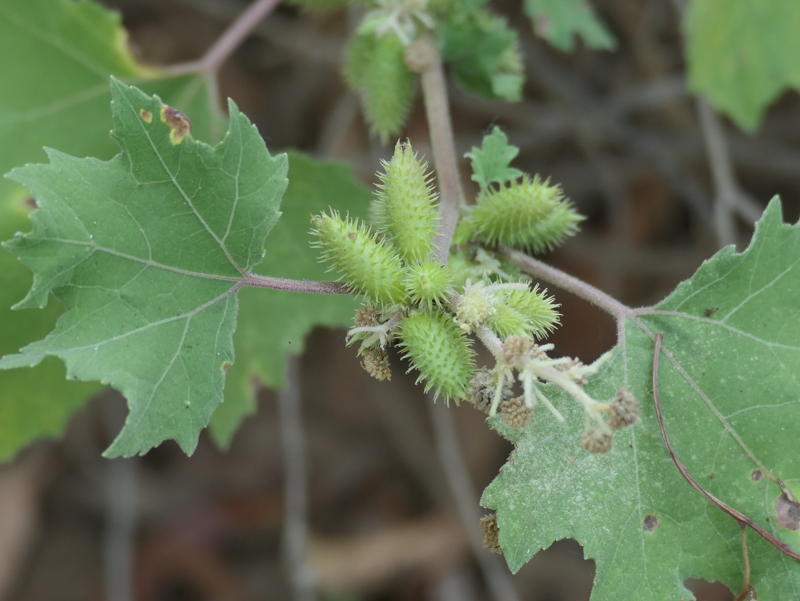 Noogoora Burr, Cockleburr, Clotbur, Large Cockleburr, Rough Cockleburr, Californian Burr, European Cocklebur