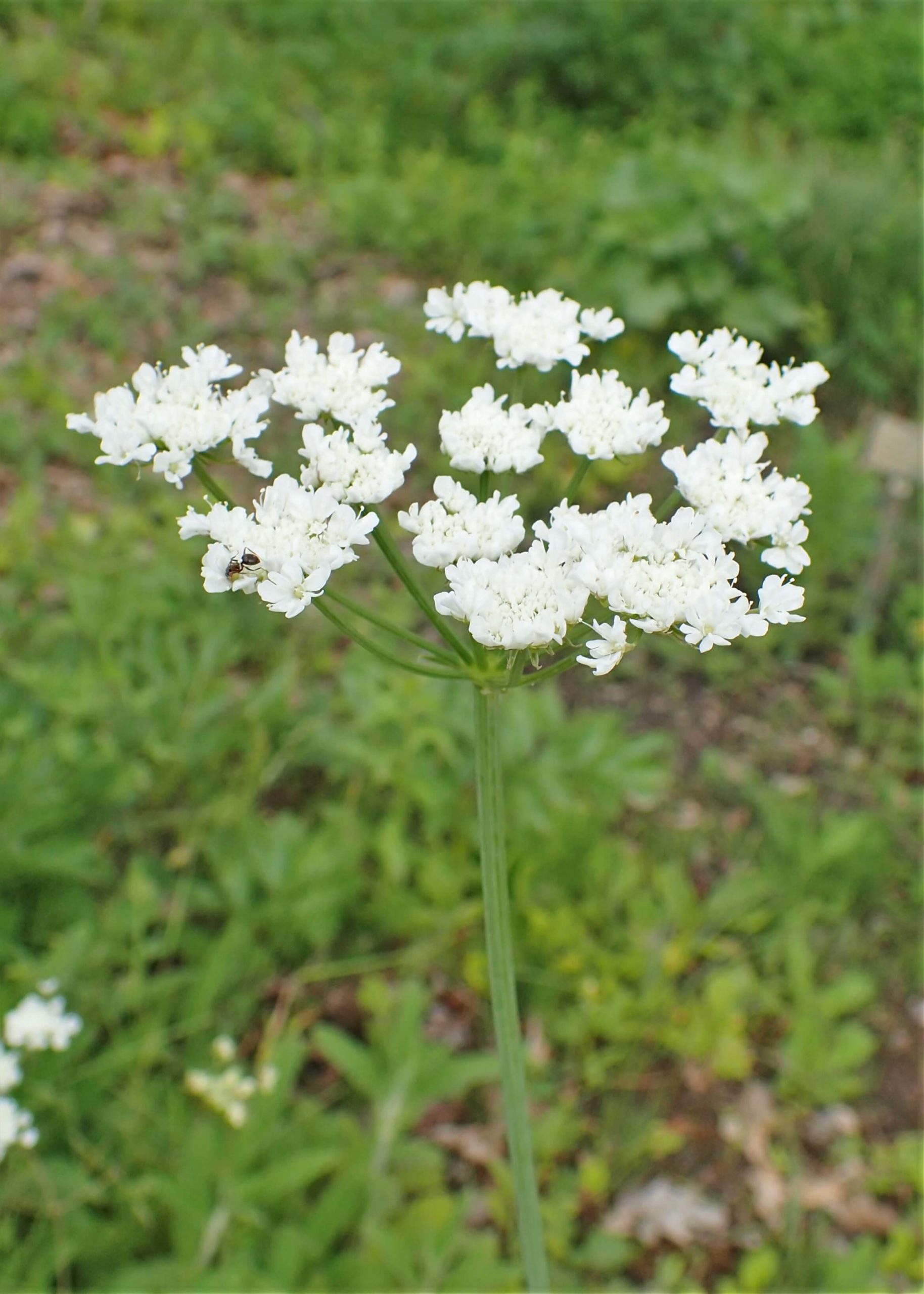 Water Dropwort, Meadow Parsley, Corky Fruit, Corky-fruited Water Dropwort