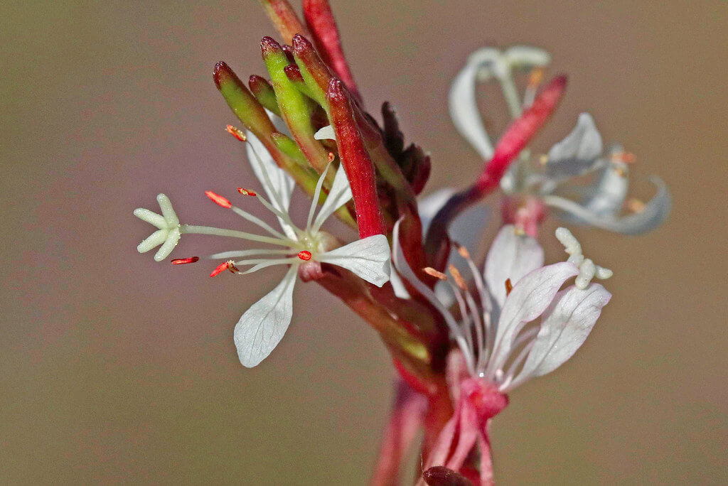 Clock-weed, Small-flower Gaura, Clockweed, Velvetweed, Velvety Gaura, Downy Gauraeed
