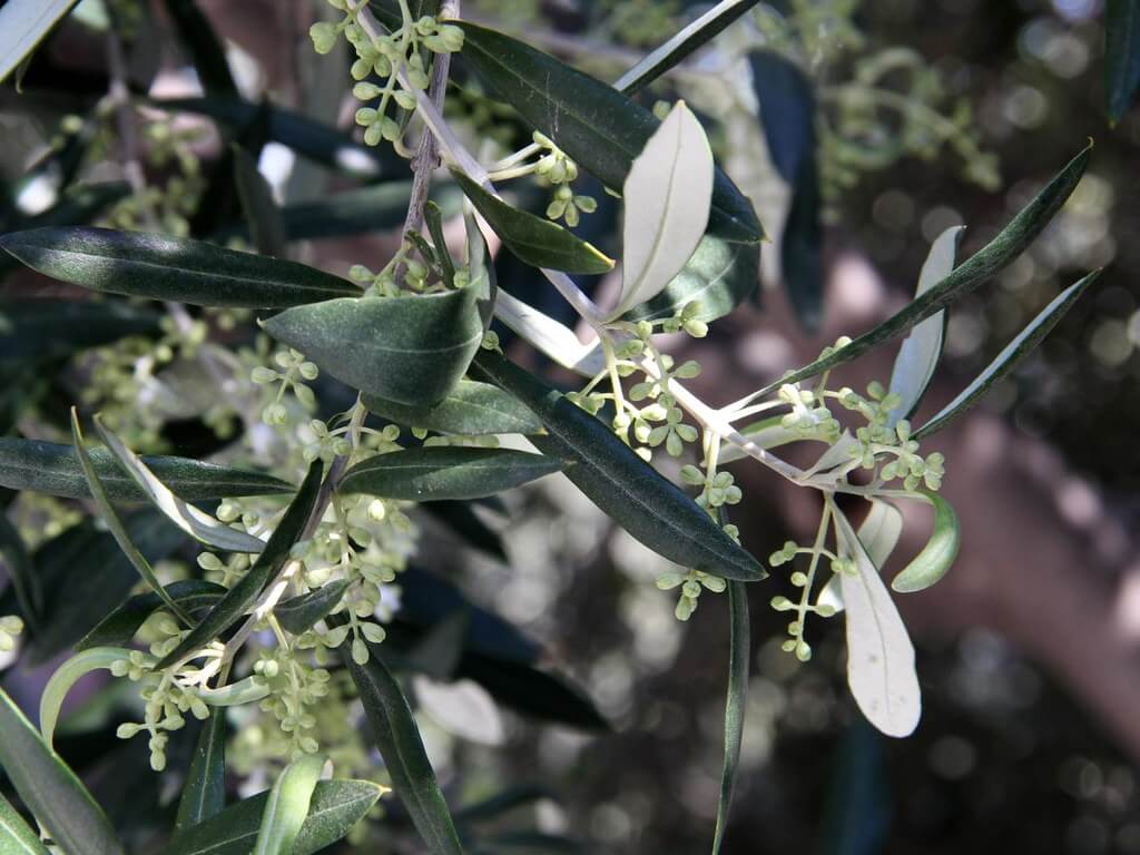 European Olive, Olive