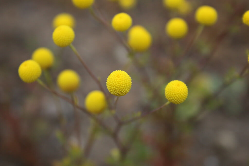 Calomba Daisy, Shrubby Mayweed, Chamomile, Matricaria, Mayweed, Sheepbush, Stinking Daisy, Stinking Weed, Yellow Top, Yellow Weed, Pentzia