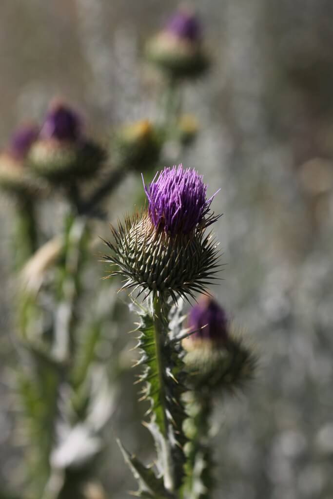 Scotch Thistle, Heraldic Thistle, Cotton Thistle, Woolly Thistle, Cardo-bastardo, Stemless Thistle, Horse Thistle, Stemless Onopordon, Illyrian Thistle