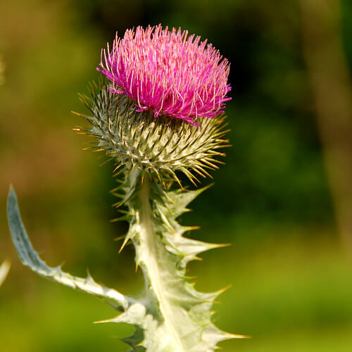 Taurian Thistle, Scotch Thistle