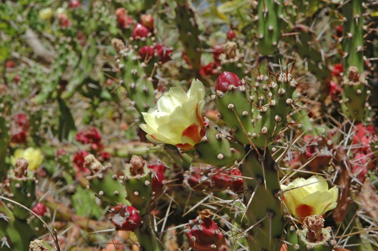 Tiger Pear, Jointed Prickly Pear