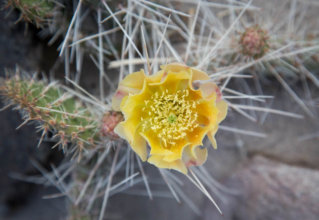 White-spined Prickly Pear, White-spined Pear, Cardona Pear, Gracemere Pear, Westwood