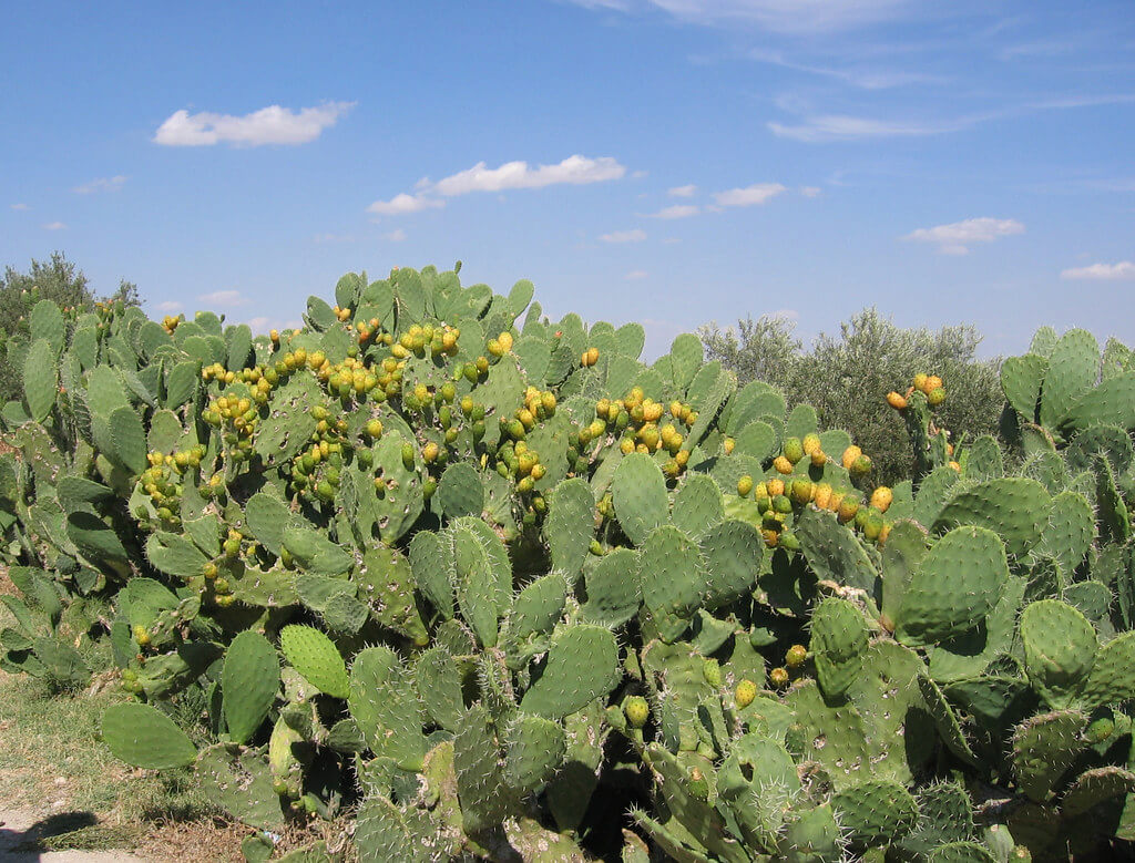 Common Prickly Pear, Erect Prickly Pear, Common Pest Pear, Spiny Pest Pear, Smooth Pest Pear, Sour Prickly Pear, Australian Pest Pear, Gayndah Prickly Pear, Dillen Prickly Pear, Pipestem Prickly Pear
