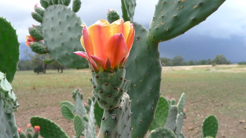 Velvet Prickly-pear, Velvety Tree-pear, Velvet Pear