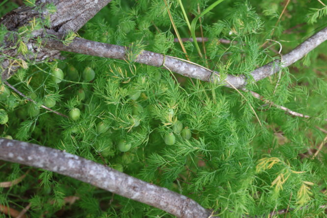 Bridal Veil, Bridal Veil Creeper, Pale Berry Asparagus Fern, Asparagus Fern, South African Creeper