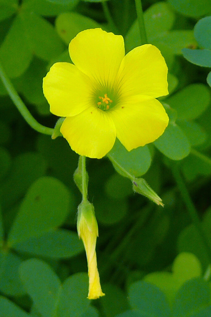 Soursob, Bermuda Buttercup, Buttercup Oxalis, Cape Cowslip, Geelsuring, Oxalis, Sorrel, Sourgrass, Yellow-Flowered Oxalis, Yellow Sorrel