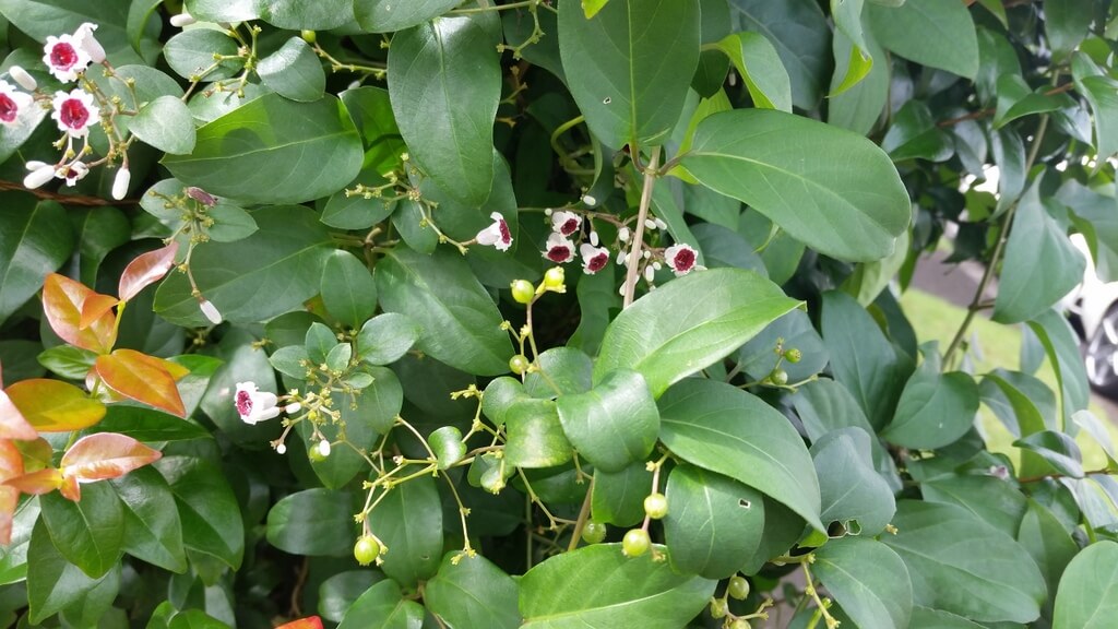 Daun Kentut (Christmas Is.), Skunk Vine, Skunkvine, Lesser Malayan Stinkwort, Chinese Fever Vine