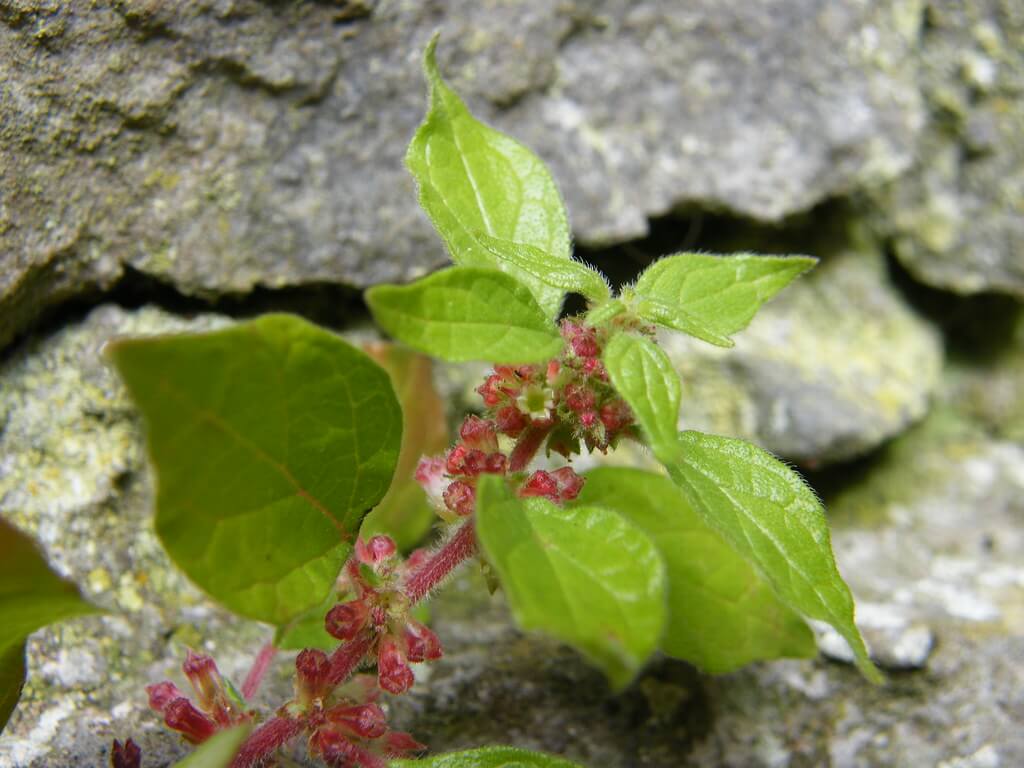 Pellitory, Wall Pellitory, Asthma Weed, Pellitory-of-the-wall, Sticky Weed, Kirribilli Curse, Dead Nettle