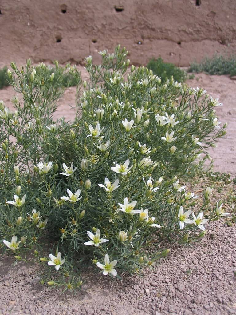 African Rue, Syrian Rue, Wild Ru, Peganum, Harmal Peganum, Harmal, Harmala